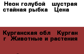 Неон голубой - шустрая стайная рыбка › Цена ­ 40 - Курганская обл., Курган г. Животные и растения » Аквариумистика   . Курганская обл.,Курган г.